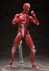 [PRE-ORDER]  FIGMA SP-142 HUMAN ANATOMICAL MODEL (JAPAN VER)