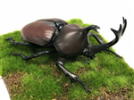 MODEL KIT RHINOCEROS BEETLE FUJIMI