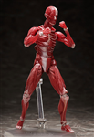 [PRE-ORDER]  FIGMA SP-142 HUMAN ANATOMICAL MODEL (JAPAN VER)