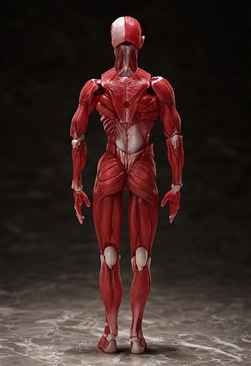 Mua bán (JPV) FIGMA SP142 HUMAN ANATOMICAL MODEL