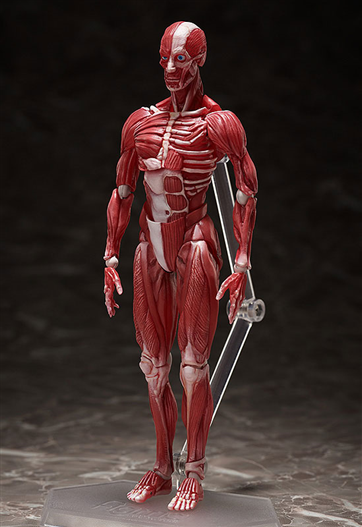 Mua bán [PRE-ORDER]  FIGMA SP-142 HUMAN ANATOMICAL MODEL (JAPAN VER)