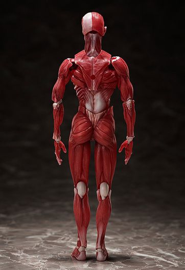 Mua bán [PRE-ORDER]  FIGMA SP-142 HUMAN ANATOMICAL MODEL (JAPAN VER)