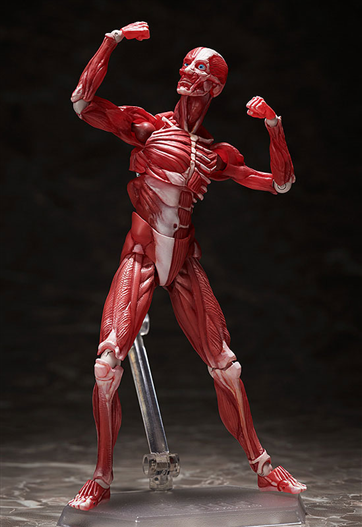 Mua bán [PRE-ORDER]  FIGMA SP-142 HUMAN ANATOMICAL MODEL (JAPAN VER)