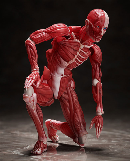 Mua bán [PRE-ORDER]  FIGMA SP-142 HUMAN ANATOMICAL MODEL (JAPAN VER)