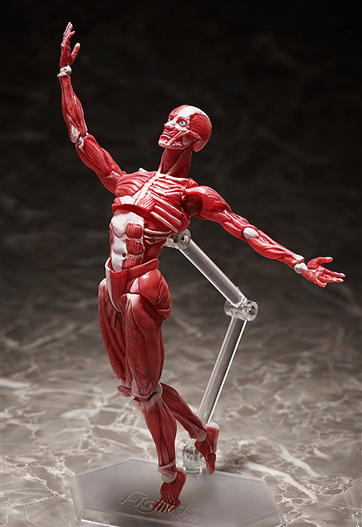 Mua bán [PRE-ORDER]  FIGMA SP-142 HUMAN ANATOMICAL MODEL (JAPAN VER)