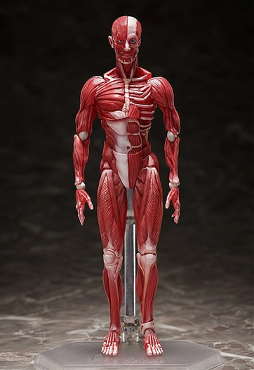 Mua bán (JPV) FIGMA SP142 HUMAN ANATOMICAL MODEL