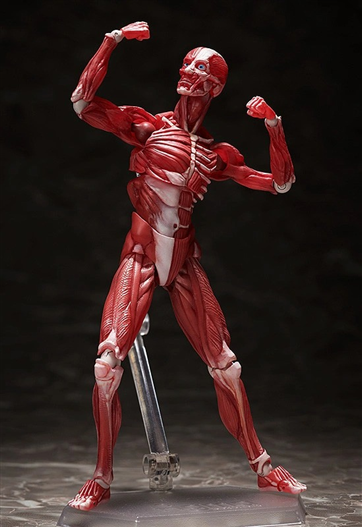 Mua bán (JPV) FIGMA SP142 HUMAN ANATOMICAL MODEL